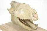 Fossil Oreodont (Merycoidodon) Skull on Base - South Dakota #217200-3